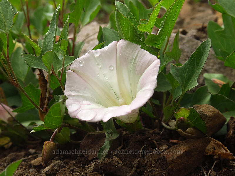 night-blooming morning glory (Calystegia atriplicifolia ssp. atriplicifolia (Convolvulus nyctagineus)) [Coffin Mountain Lookout Trail, Willamette National Forest, Linn County, Oregon]