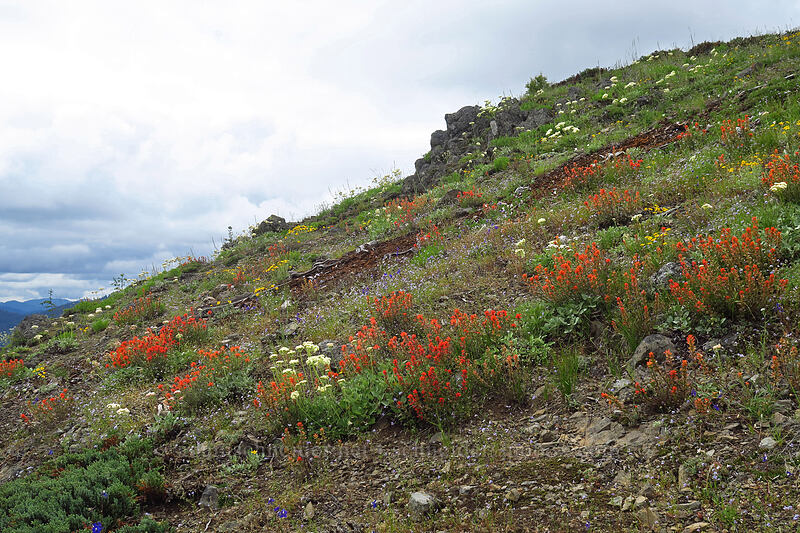 wildflowers (Castilleja miniata, Eriogonum compositum, Delphinium menziesii, Gilia capitata, Eriophyllum lanatum) [Coffin Mountain Lookout Trail, Willamette National Forest, Linn County, Oregon]