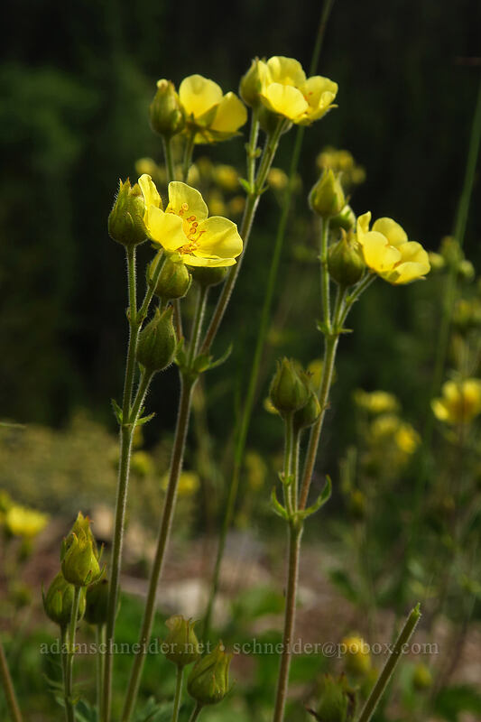 sticky cinquefoil (Drymocallis sp. (Potentilla glandulosa)) [Bachelor Mountain Trailhead, Willamette National Forest, Linn County, Oregon]