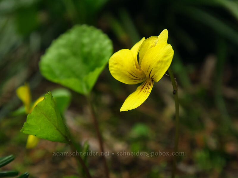 evergreen violet (Viola sempervirens) [Bachelor Mountain Trail, Willamette National Forest, Linn County, Oregon]