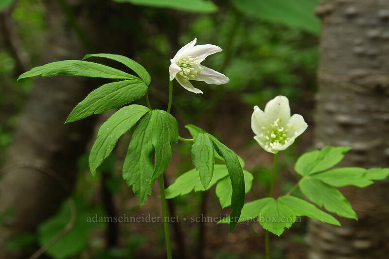 Lyall's anemones (Anemone lyallii (Anemonoides grayi)) [Bachelor Mountain Trail, Willamette National Forest, Linn County, Oregon]