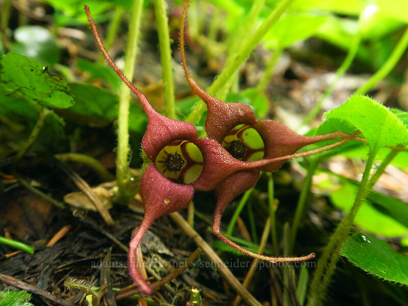 pair of wild ginger flowers (Asarum caudatum) [Bachelor Mountain Trail, Willamette National Forest, Linn County, Oregon]