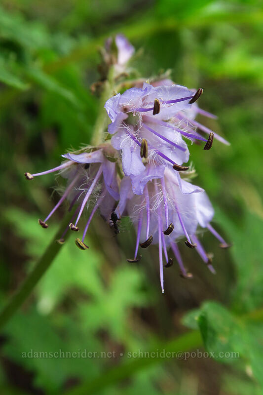 western waterleaf (Hydrophyllum occidentale) [Bugaboo Ridge Trail, Willamette National Forest, Linn County, Oregon]