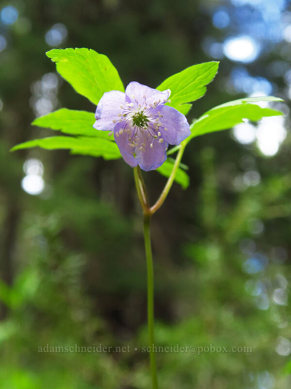 Oregon anemone (Anemone oregana) [Bugaboo Ridge Trail, Willamette National Forest, Linn County, Oregon]