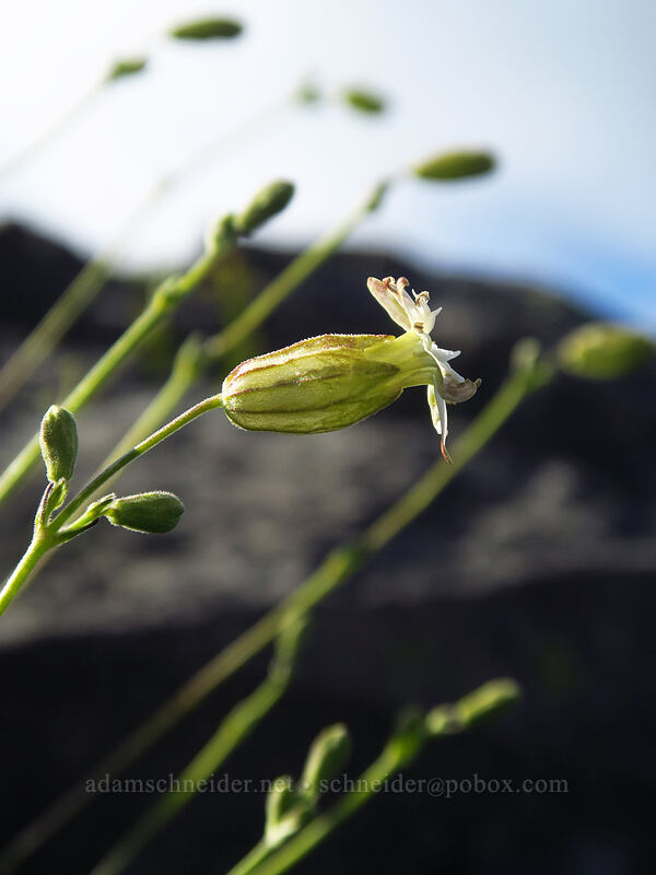 Douglas' catchfly (Silene douglasii) [Bachelor Mountain summit, Willamette National Forest, Linn County, Oregon]