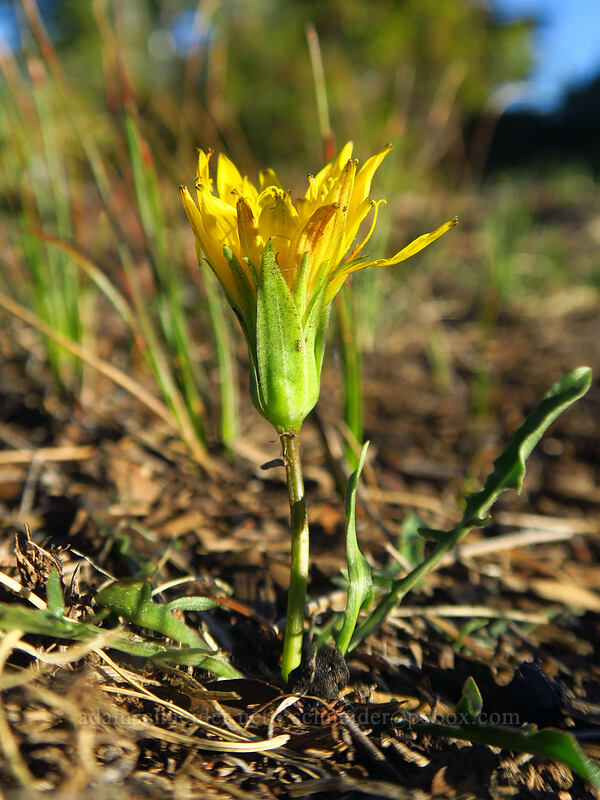 alpine lake agoseris (Nothocalais alpestris (Microseris alpestris)) [Bachelor Mountain Trail, Willamette National Forest, Linn County, Oregon]