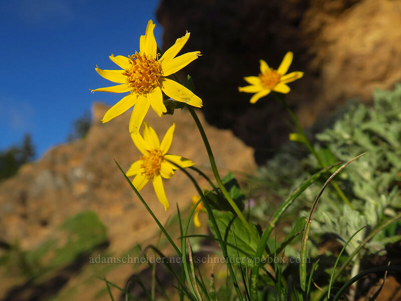 broad-leaf arnica (Arnica latifolia) [Bachelor Mountain Trail, Willamette National Forest, Linn County, Oregon]