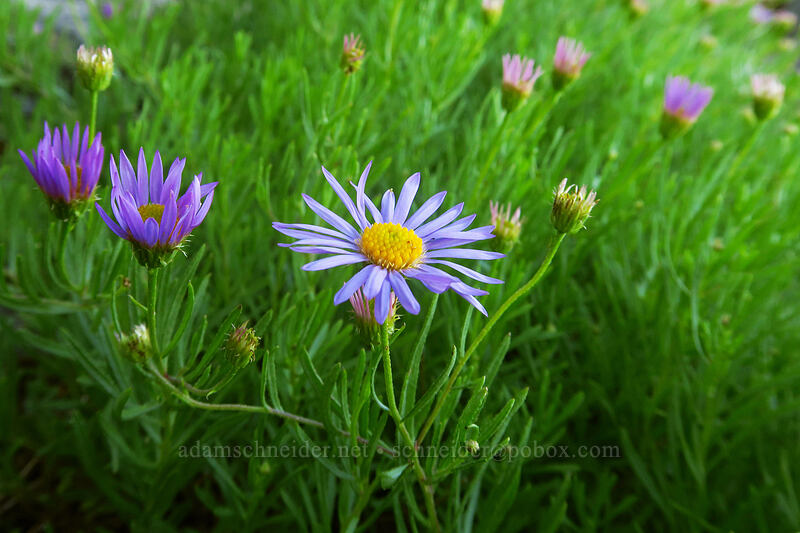 leafy fleabane (Erigeron foliosus var. confinis) [Bachelor Mountain Trail, Willamette National Forest, Linn County, Oregon]