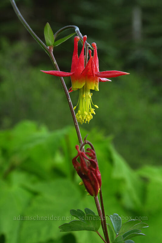 western columbine (Aquilegia formosa) [Bachelor Mountain Trailhead, Willamette National Forest, Linn County, Oregon]