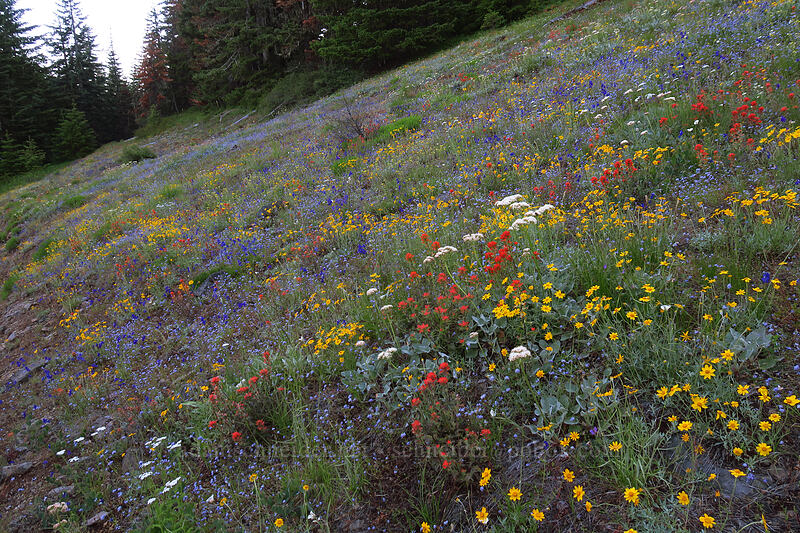 wildflowers (Eriophyllum lanatum, Castilleja miniata, Eriogonum compositum, Delphinium menziesii, Gilia capitata) [Forest Road 1168, Willamette National Forest, Linn County, Oregon]