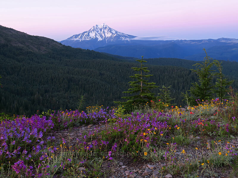 Mount Jefferson & roadside wildflowers at sunset (Penstemon cardwellii, Eriophyllum lanatum, Castilleja miniata) [Forest Road 1168, Willamette National Forest, Linn County, Oregon]