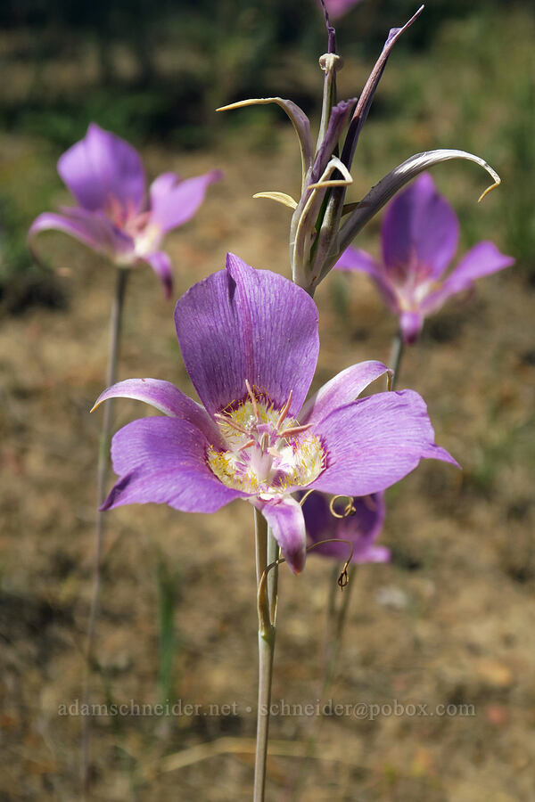 sagebrush mariposa lily (Calochortus macrocarpus) [Forest Road 57, Crooked River National Grassland, Jefferson County, Oregon]
