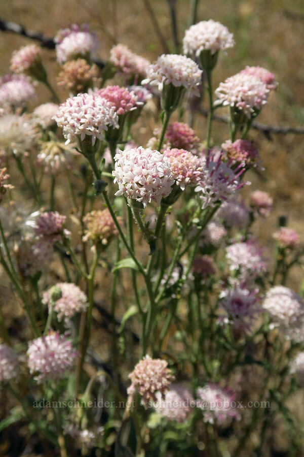 Douglas' pincushion (Chaenactis douglasii) [Forest Road 57, Crooked River National Grassland, Jefferson County, Oregon]