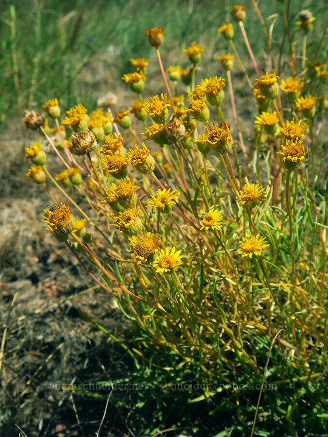 desert yellow daisies, fading (Erigeron linearis) [Forest Road 57, Crooked River National Grassland, Jefferson County, Oregon]