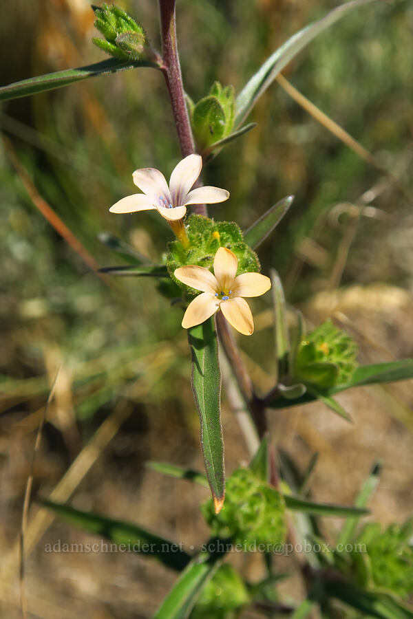 grand collomia (Collomia grandiflora) [Forest Road 57, Crooked River National Grassland, Jefferson County, Oregon]