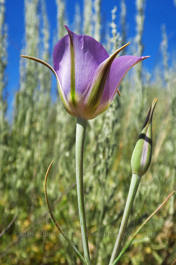 sagebrush mariposa lily (Calochortus macrocarpus) [Forest Road 57, Crooked River National Grassland, Jefferson County, Oregon]
