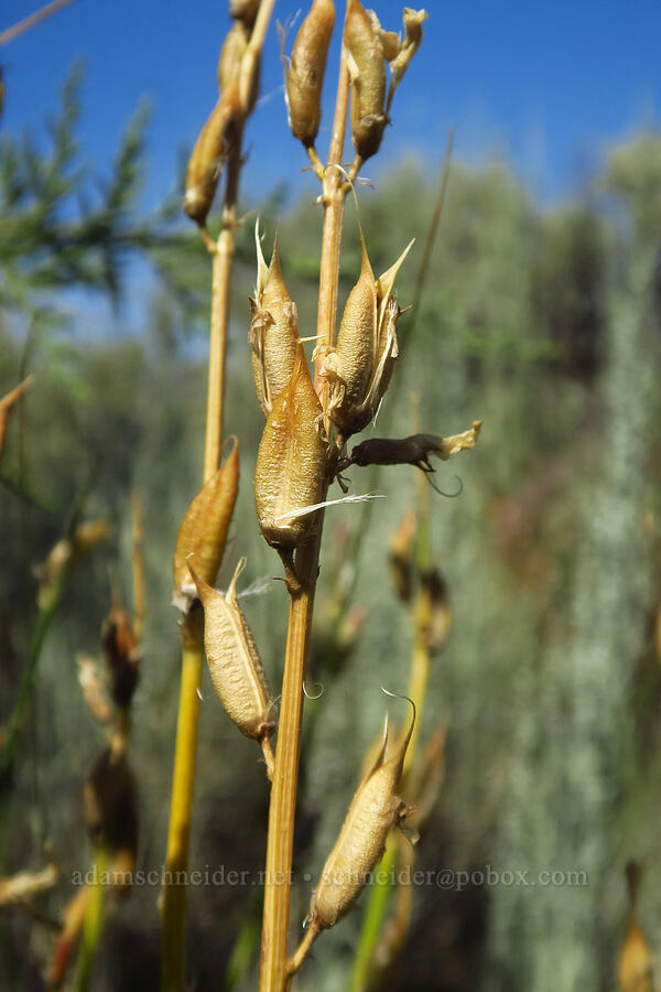 Idaho milk-vetch seed-pods (Astragalus conjunctus) [Forest Road 57, Crooked River National Grassland, Jefferson County, Oregon]