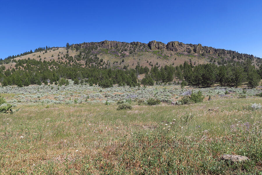 Pine Ridge [Forest Road 5710, Crooked River National Grassland, Jefferson County, Oregon]