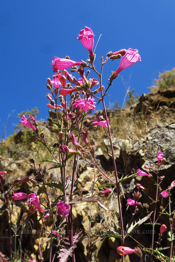 cut-leaf penstemon (Penstemon richardsonii) [Forest Road 5710, Crooked River National Grassland, Jefferson County, Oregon]