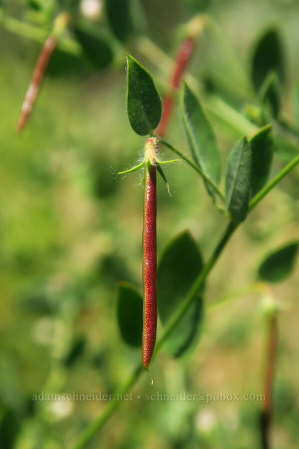 Spanish lotus seed-pods (Acmispon americanus (Lotus purshianus)) [Forest Road 5710, Crooked River National Grassland, Jefferson County, Oregon]