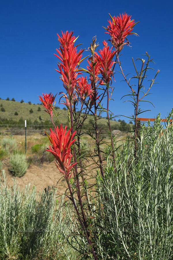 paintbrush (Castilleja sp.) [Crooked River Highway, Crook County, Oregon]