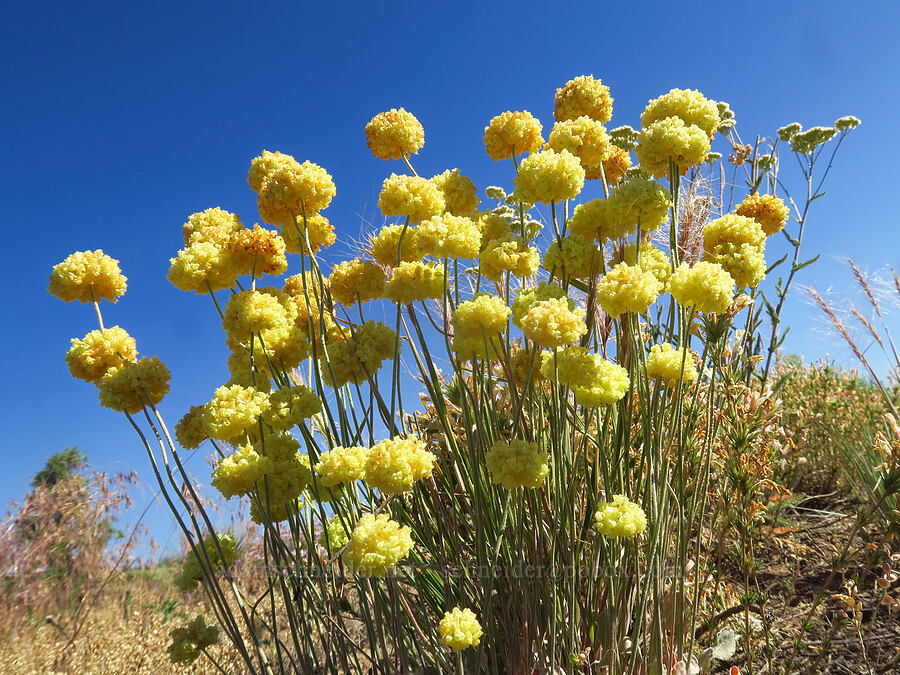 cushion buckwheat (Eriogonum ovalifolium var. ovalifolium) [Crooked River Highway, Crook County, Oregon]