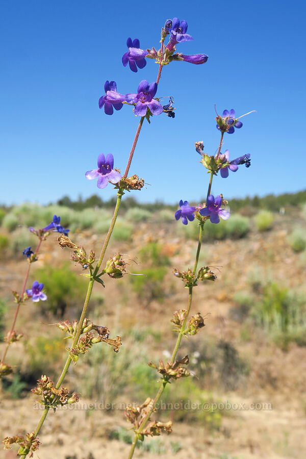 lowly penstemon (Penstemon humilis) [Crooked River Highway, Crook County, Oregon]