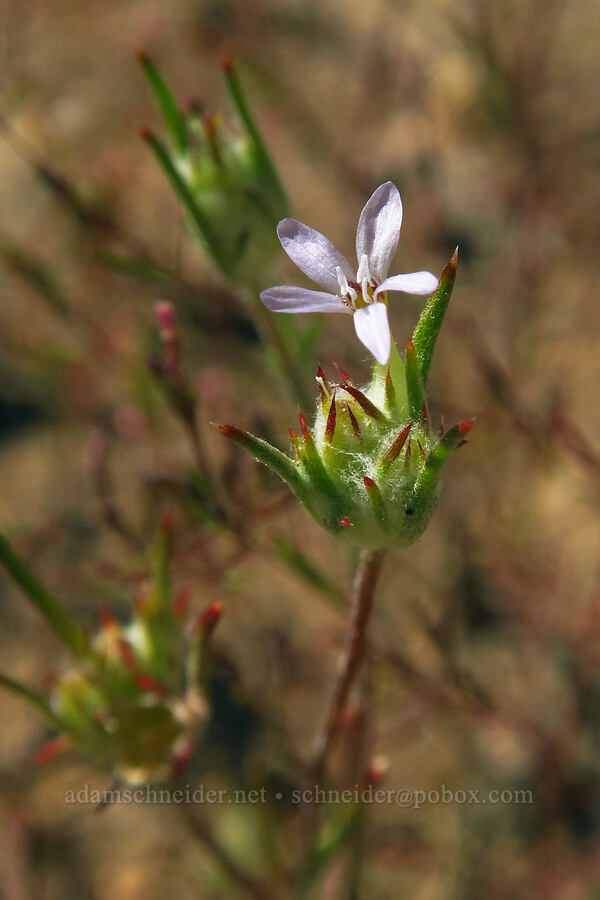 maroon-spotted woolly-star (Eriastrum signatum) [Crooked River Highway, Crook County, Oregon]