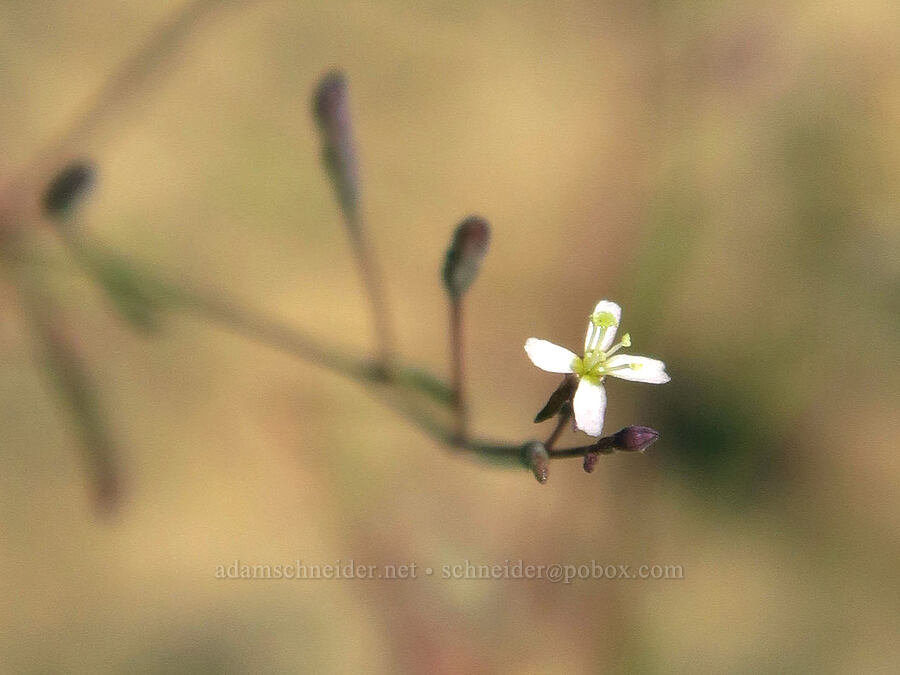 hair-stem groundsmoke (Gayophytum ramosissimum) [Crooked River Highway, Crook County, Oregon]
