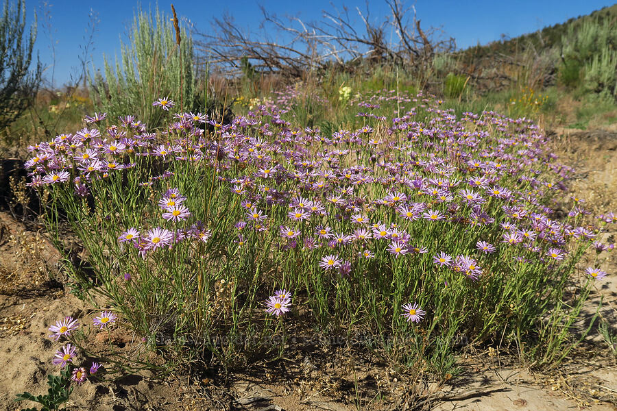 purple cushion fleabane (Erigeron poliospermus) [Crooked River Highway, Crook County, Oregon]