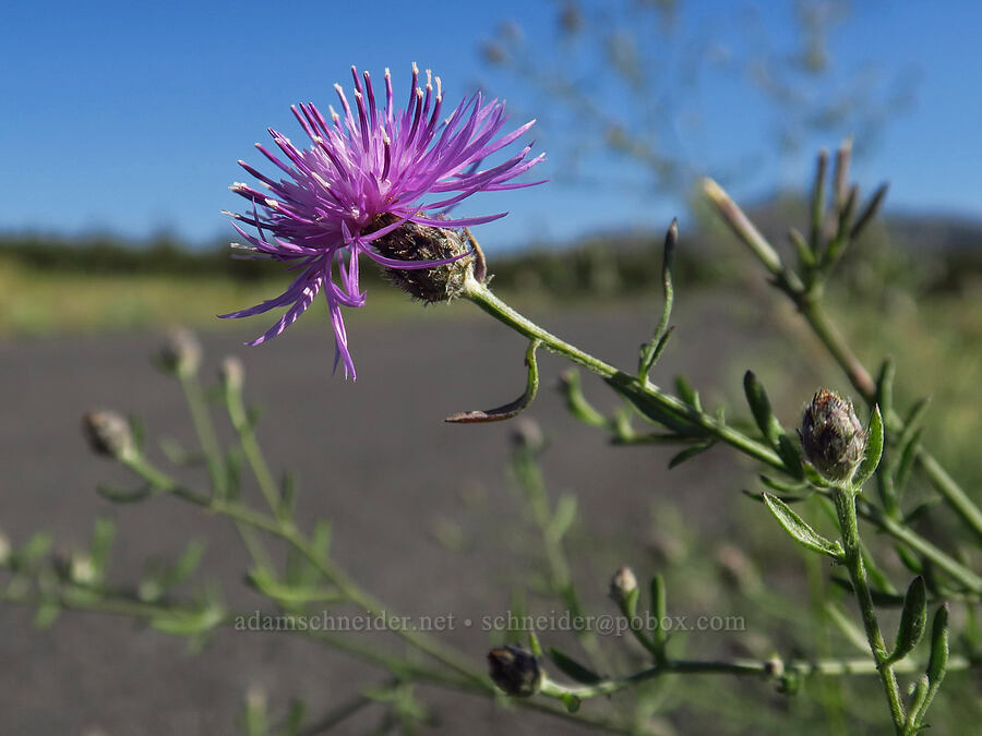spotted knapweed (Centaurea stoebe (Centaurea maculosa)) [Crooked River Highway, Crook County, Oregon]