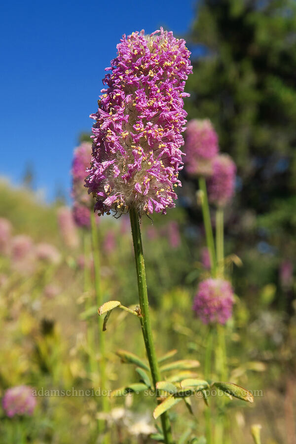 Blue Mountain prairie-clover (Dalea ornata) [Crooked River Highway, Crook County, Oregon]
