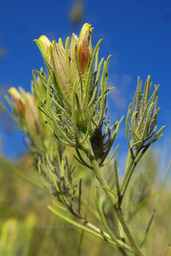 bushy bird's-beak (Cordylanthus ramosus) [Crooked River Highway, Crook County, Oregon]