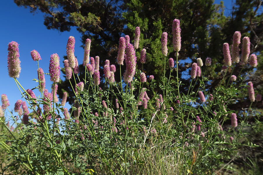 Blue Mountain prairie-clover (Dalea ornata) [Crooked River Highway, Crook County, Oregon]