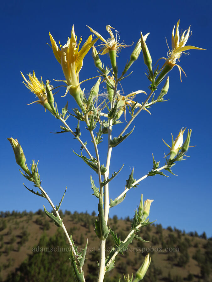 smooth-stem blazing-star (Mentzelia laevicaulis) [Crooked River Highway, Crook County, Oregon]