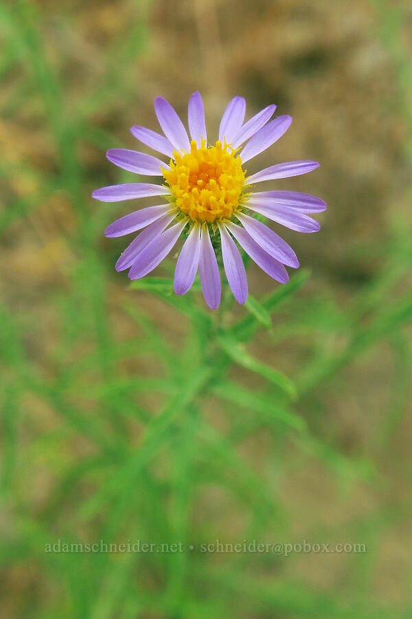 hoary aster (Dieteria canescens (Machaeranthera canescens)) [Fossil Discovery Trail, Dinosaur National Monument, Uintah County, Utah]