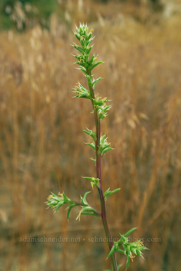 Russian thistle (tumbleweed) (Salsola tragus (Kali tragus)) [Fossil Discovery Trail, Dinosaur National Monument, Uintah County, Utah]