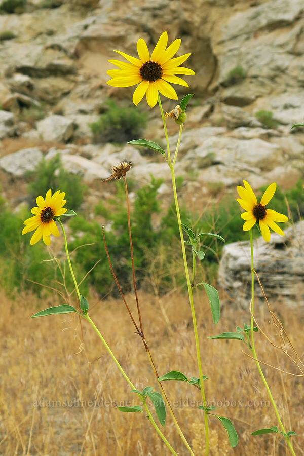 prairie sunflowers (Helianthus petiolaris) [Fossil Discovery Trail, Dinosaur National Monument, Uintah County, Utah]