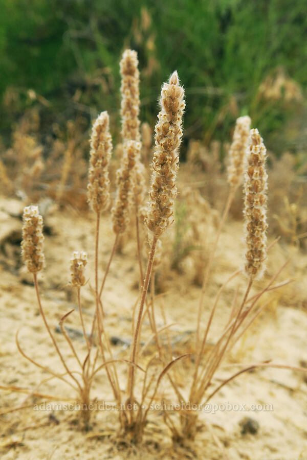 woolly plantain (Plantago patagonica) [Fossil Discovery Trail, Dinosaur National Monument, Uintah County, Utah]