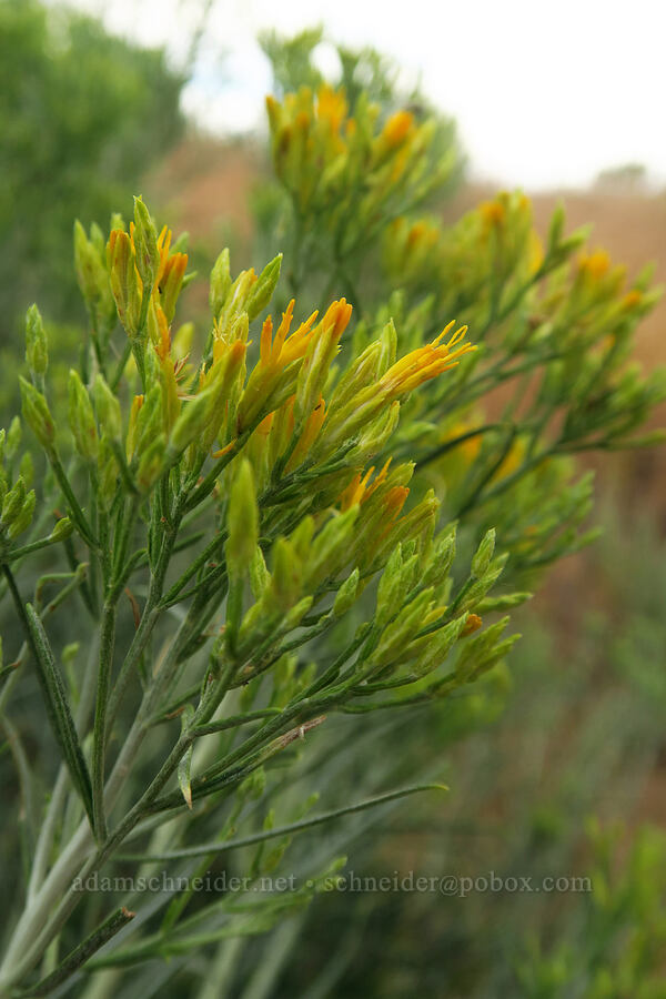 rubber rabbit-brush (Ericameria nauseosa (Chrysothamnus nauseosus)) [Fossil Discovery Trail, Dinosaur National Monument, Uintah County, Utah]