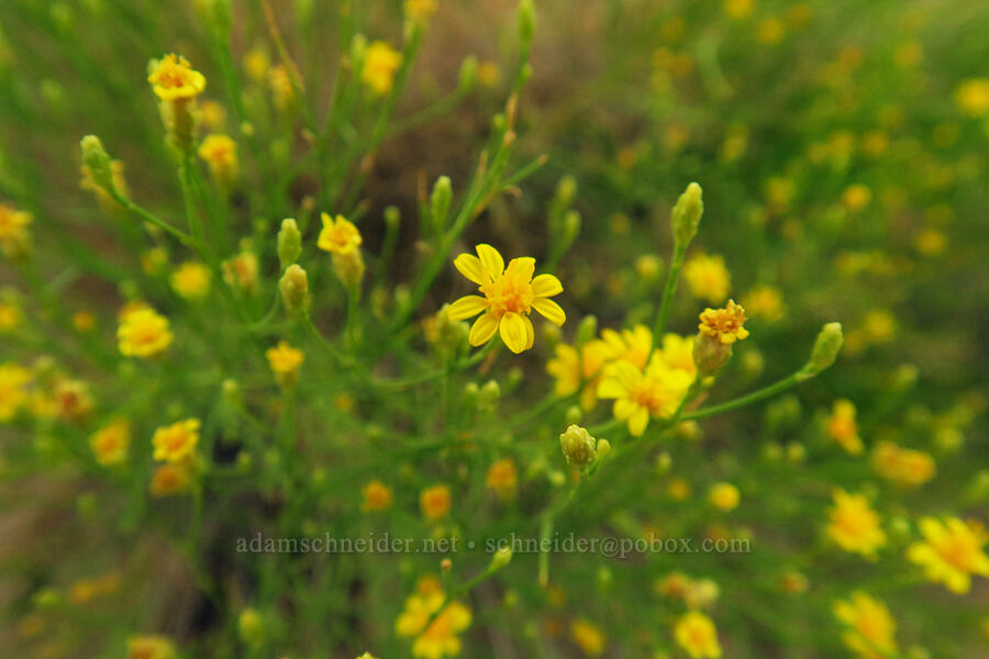 Uinta Basin snakeweed (orchard snakeweed) (Gutierrezia pomariensis) [Fossil Discovery Trail, Dinosaur National Monument, Uintah County, Utah]