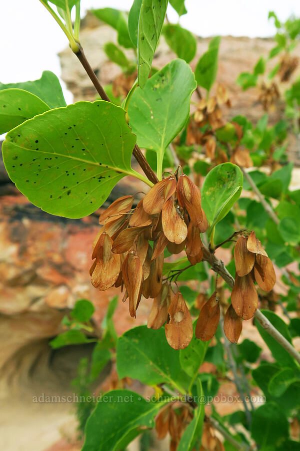 single-leaf ash seeds & leaves (Fraxinus anomala) [Fossil Discovery Trail, Dinosaur National Monument, Uintah County, Utah]