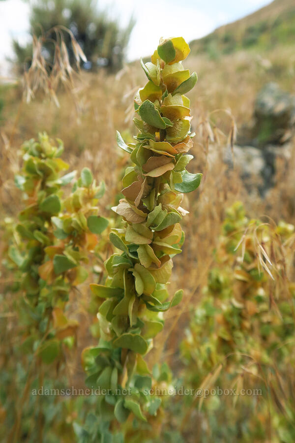 shad-scale saltbush (Atriplex confertifolia) [Fossil Discovery Trail, Dinosaur National Monument, Uintah County, Utah]