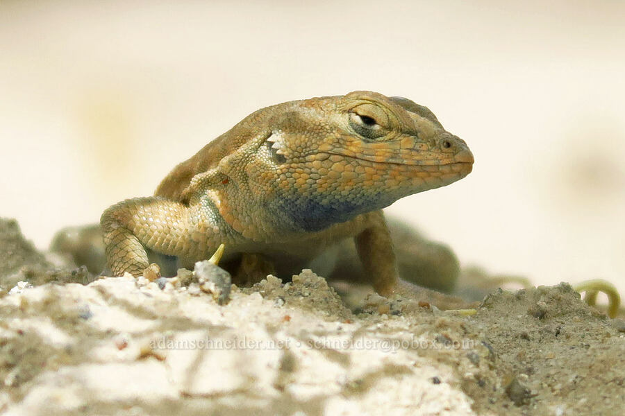 common side-blotched lizard (Uta stansburiana) [Fossil Discovery Trail, Dinosaur National Monument, Uintah County, Utah]