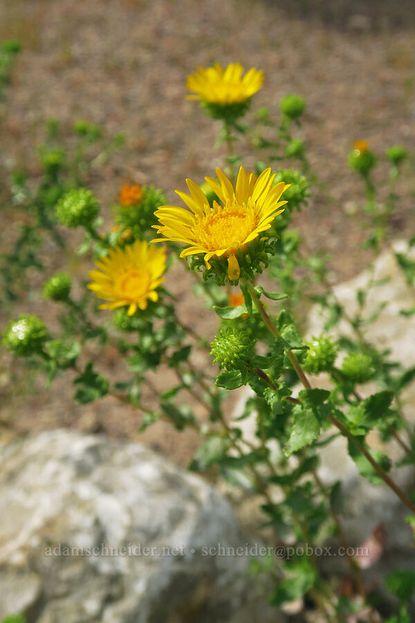 curly-cup gumweed (Grindelia squarrosa var. serrulata) [Quarry Entrance Road, Dinosaur National Monument, Uintah County, Utah]