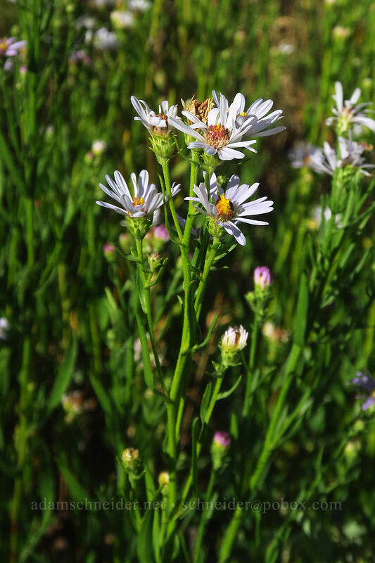 long-leaved aster (Symphyotrichum ascendens (Aster ascendens)) [Land's End Road, Grand Mesa National Forest, Mesa County, Colorado]