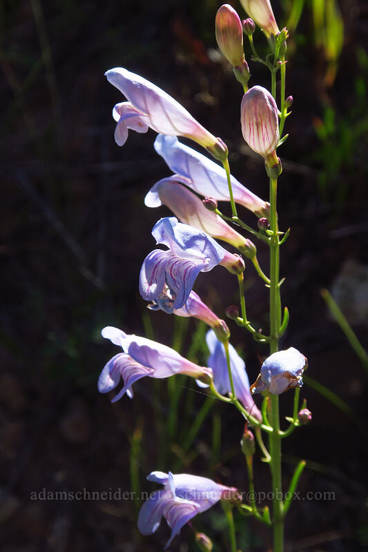 dusty penstemon (Penstemon comarrhenus) [Land's End Road, Grand Mesa National Forest, Mesa County, Colorado]