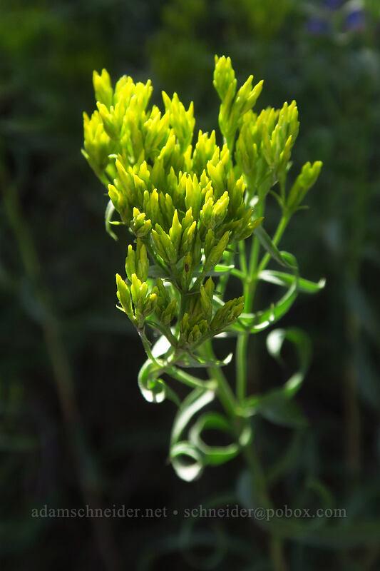 green rabbit-brush (Chrysothamnus viscidiflorus (Ericameria viscidiflora)) [Land's End Road, Grand Mesa National Forest, Mesa County, Colorado]