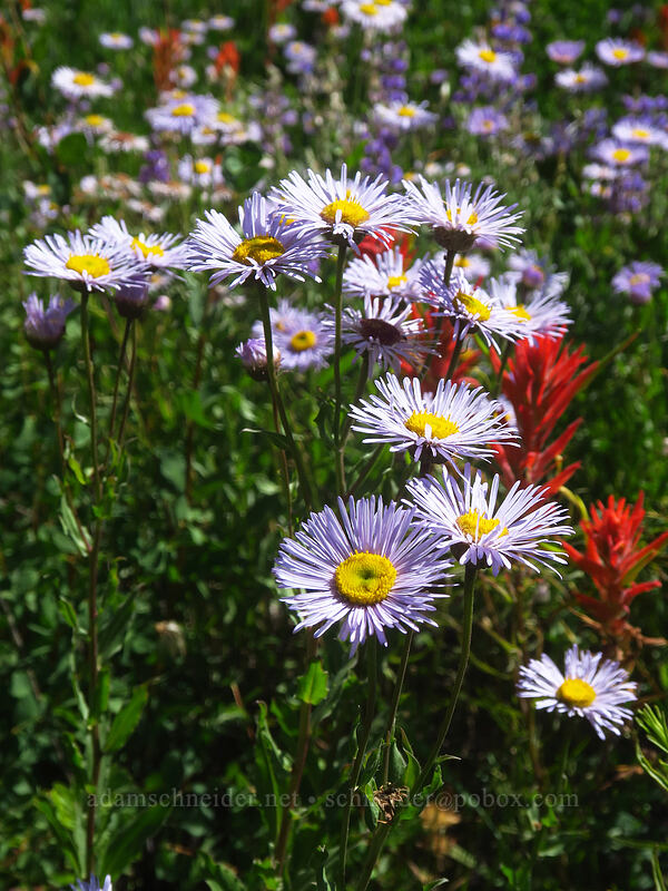 showy fleabane (Erigeron speciosus) [Land's End Road, Grand Mesa National Forest, Mesa County, Colorado]