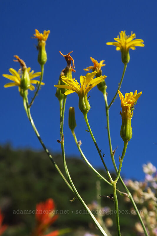 taper-tip hawksbeard (Crepis acuminata) [Land's End Road, Grand Mesa National Forest, Mesa County, Colorado]